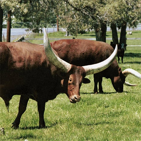 texas